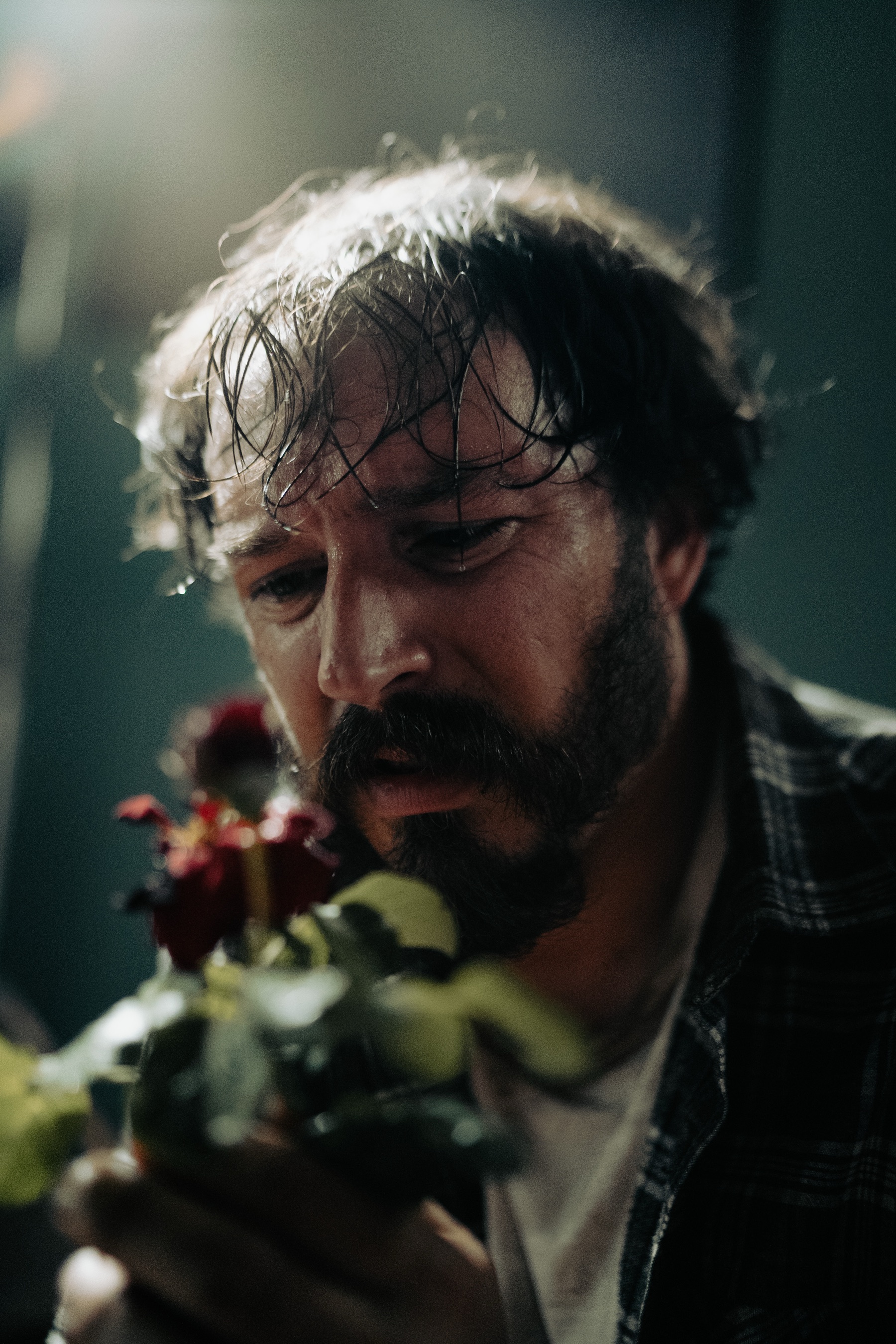 Détail d'une rose filmée en gros plan
